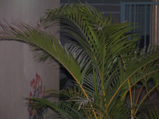 DSCF0268